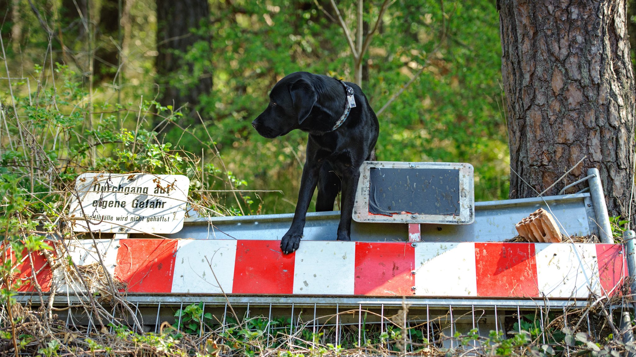 Problemhunde in Dinkelscherben: Hundehalter flieht vor Polizei