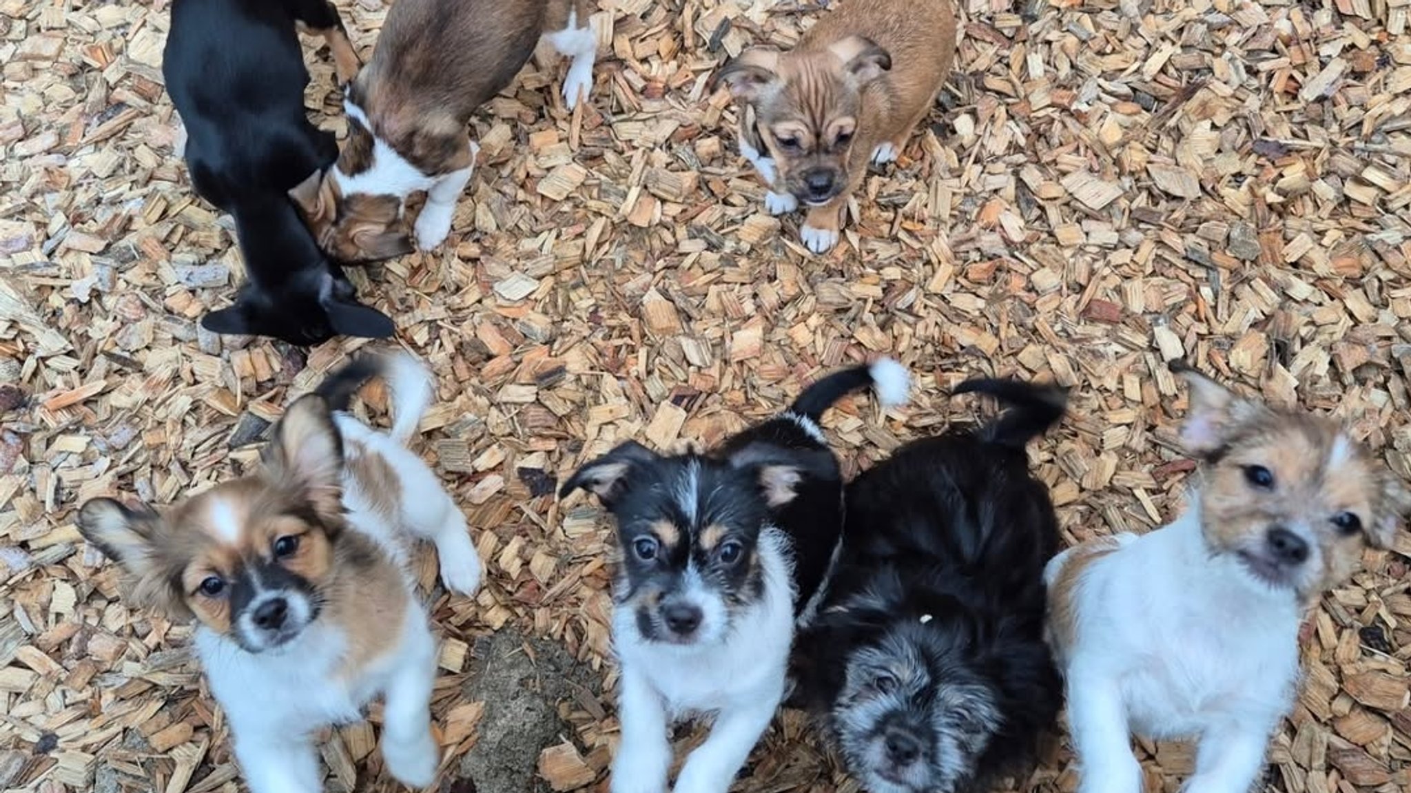 Die sieben ausgesetzten Welpen im Tierheim