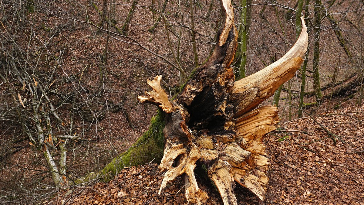 Waldbesitzer wird in Ziemetshausen von Baum erschlagen