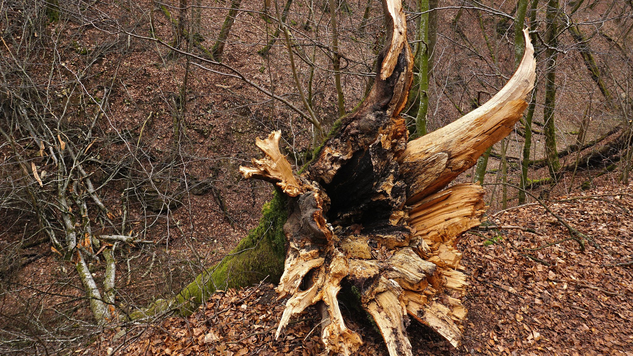 Eine umgestürzte Buche (Archivbild).