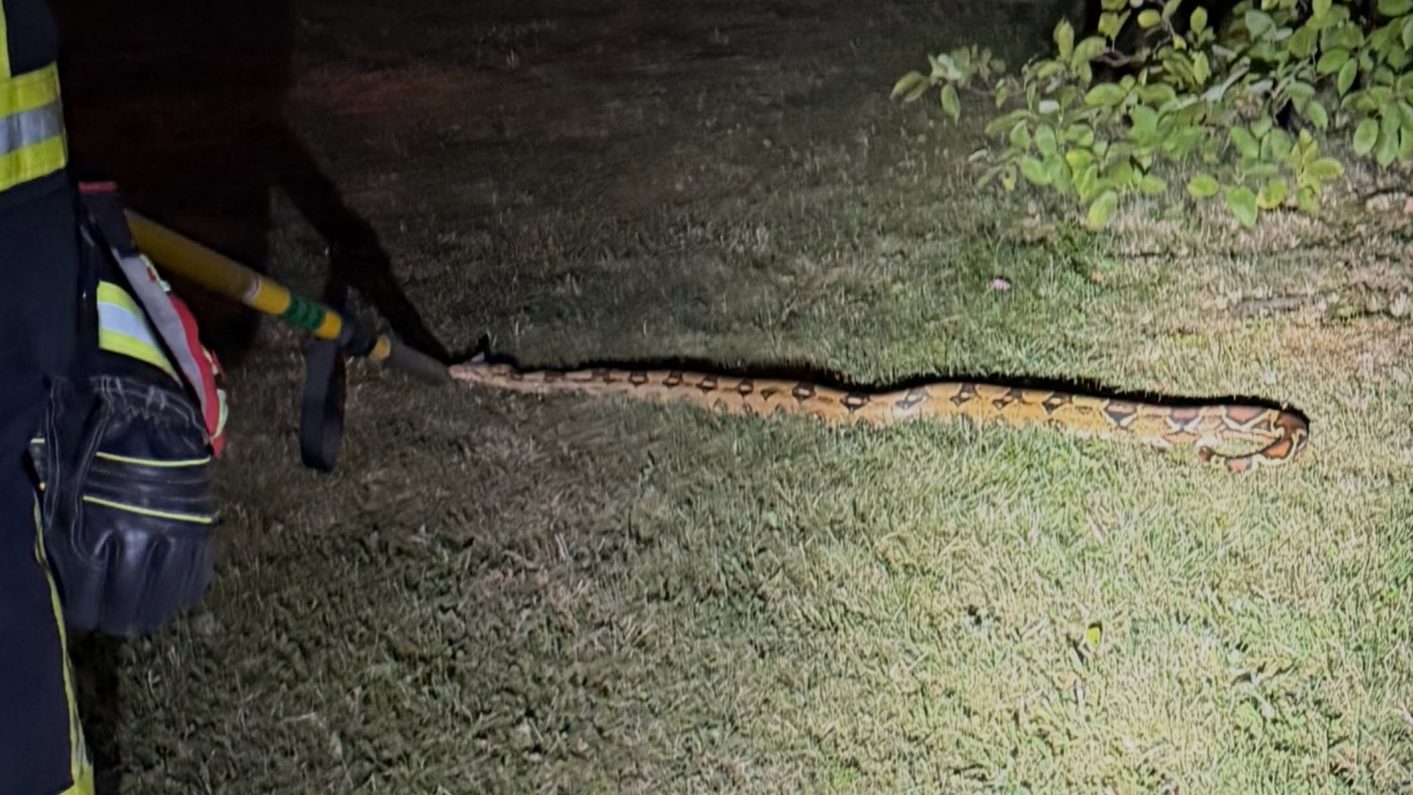 Unscharfes Bild einer Boa constrictor, die im Dunkeln von einem Licht angeleuchtet wird. Im Anschnitt ein Feuerwehrmann. Die Feuerwehr in Höchstädt hat eine Schlange eingefangen. 