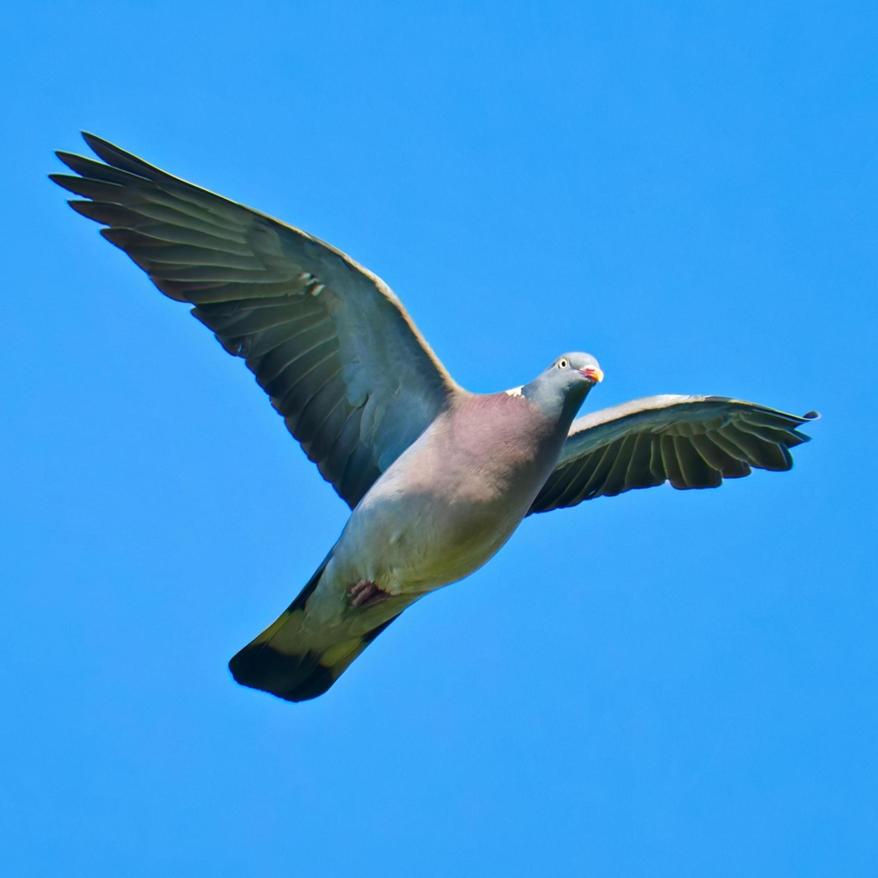 Magnetsinn bei Tieren - Ist das Rätsel gelöst?