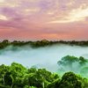 Ayahuasca - Hype oder Heilung aus dem Regenwald? | Bild: stock.adobe.com/streetflash