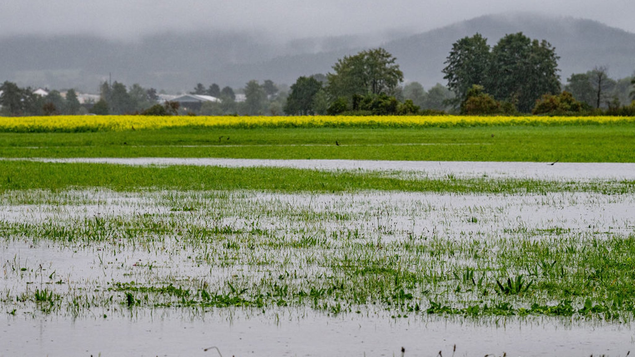 Bayern, Cham: Eine Wiese ist teilweise vom Hochwasser des Flusses Regen überschwemmt.