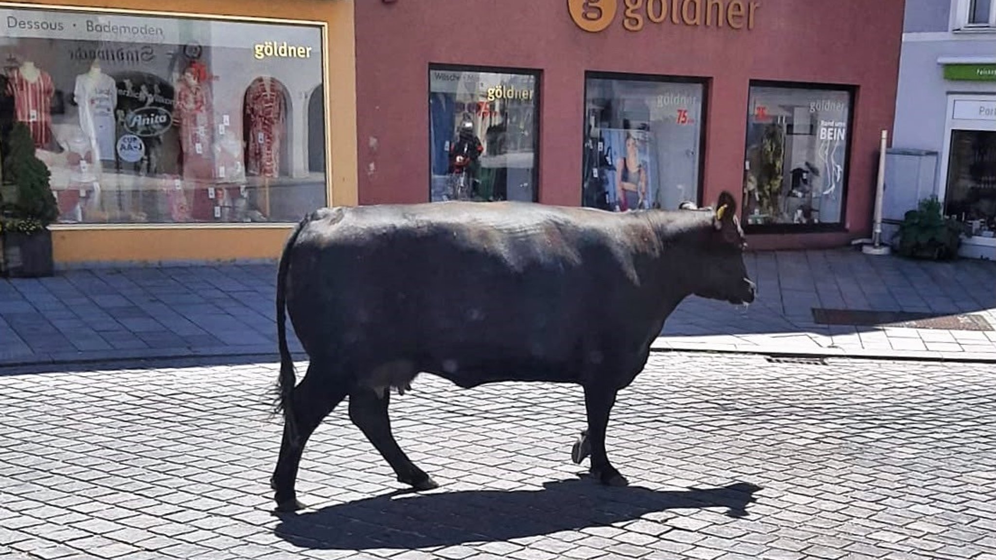 Eine entlaufene Kuh in der Innenstadt von Eggenfelden - sie büxte aus einem Anhänger aus. | Bild: Gerd Kreibich Eine entlaufene Kuh in der Innenstadt von Eggenfelden - sie büxte aus einem Anhänger aus.