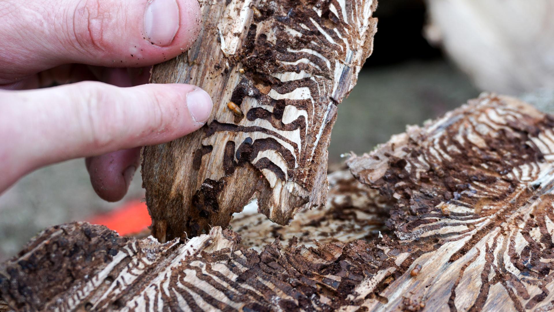 Video (BR24 vom 15.5.2024): Borkenkäfer bereitet große Probleme