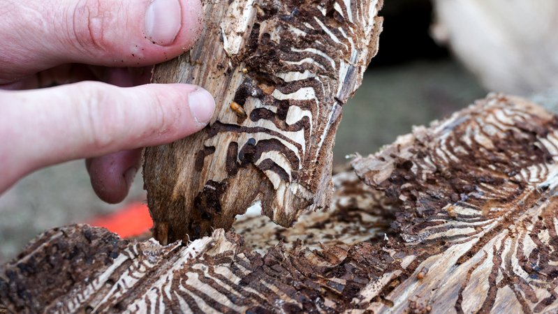 Video (BR24 vom 15.5.2024): Borkenkäfer bereitet große Probleme | Bild: BR Video (BR24 vom 15.5.2024): Borkenkäfer bereitet große Probleme