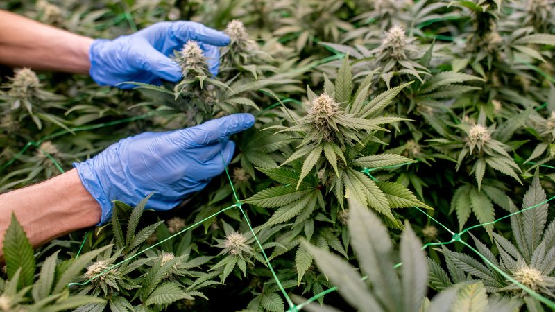 Niedersachsen, Ganderkesee: Ein Vereinsmitglied begutachtet die Cannabispflanzen auf der Plantage des Cannabis Social Club (CSC) Ganderkesee. | Bild: dpa-Bildfunk | Bild: Hauke-Christian Dittrich Niedersachsen, Ganderkesee: Ein Vereinsmitglied begutachtet die Cannabispflanzen auf der Plantage des Cannabis Social Club (CSC) Ganderkesee.