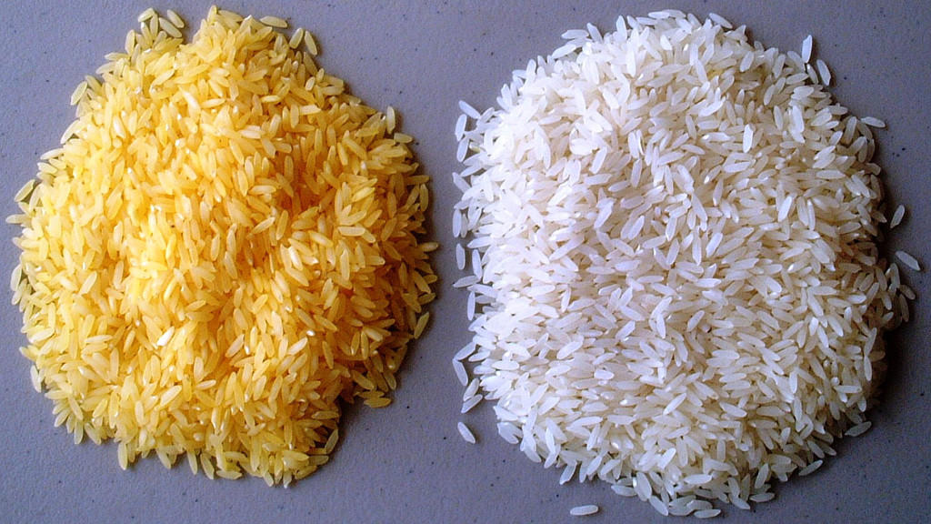 "Goldener Reis", also gentechnisch veränderter Reis mit mehr Vitamin A, liegt neben herkömmlichem weißen Reis.