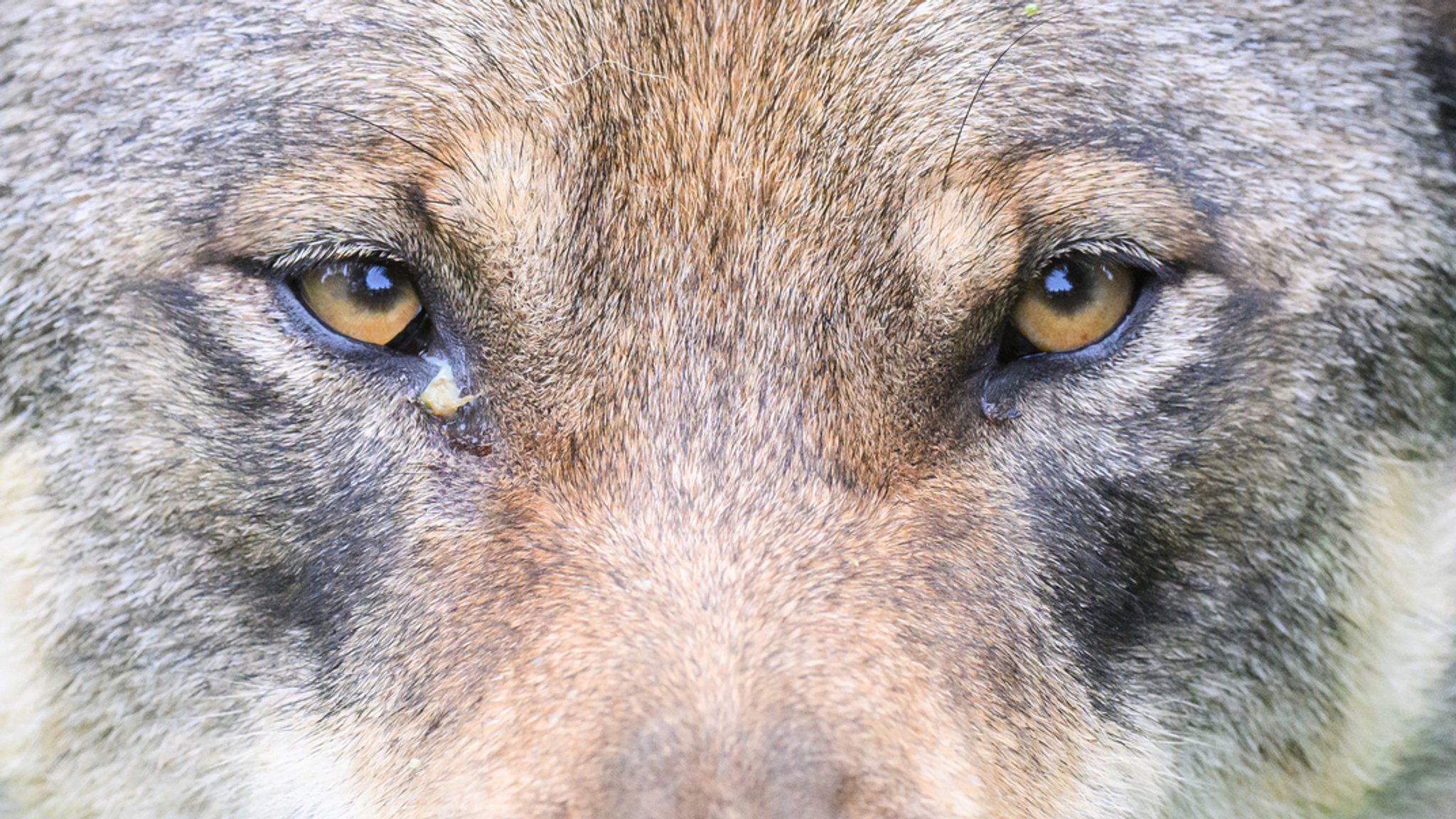 Symbolbild: Niedersachsen, Springe: Wolf in einem Gehege. 