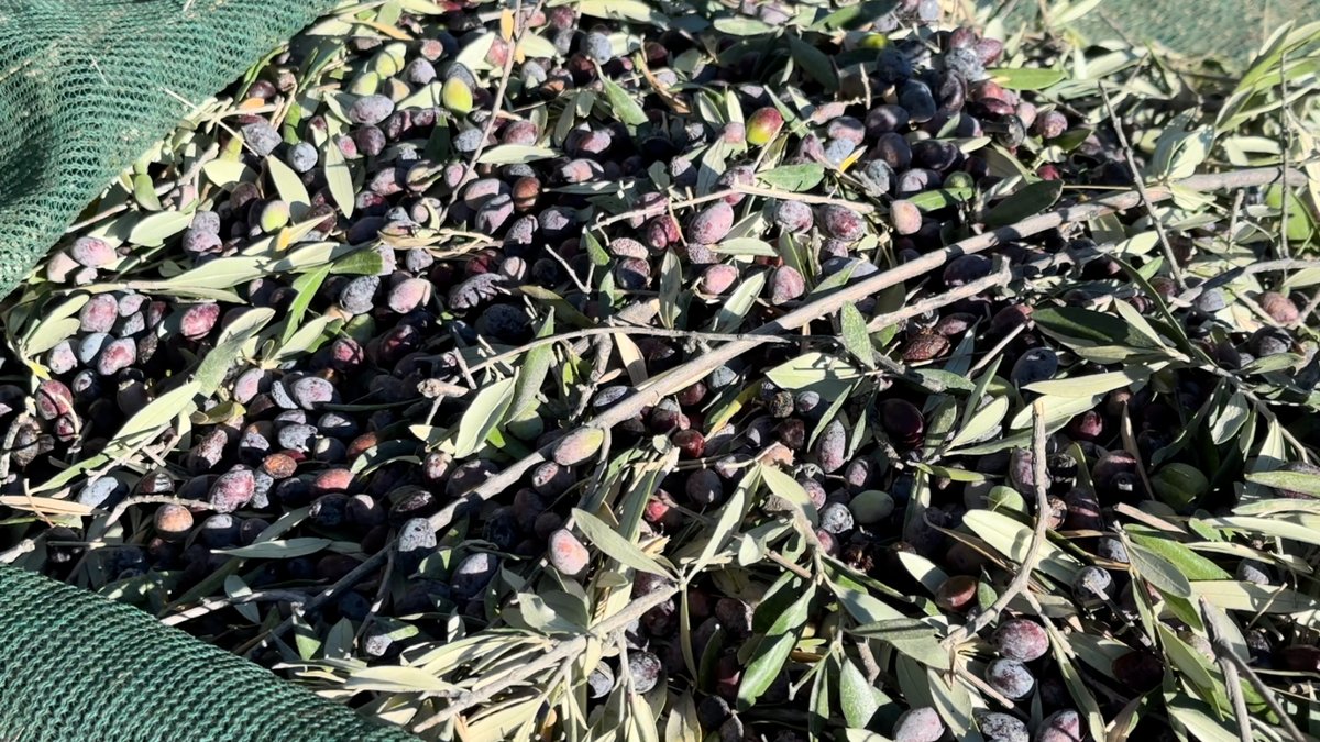 Die Ernte fällt gering aus mit oft verschrumpelten Oliven