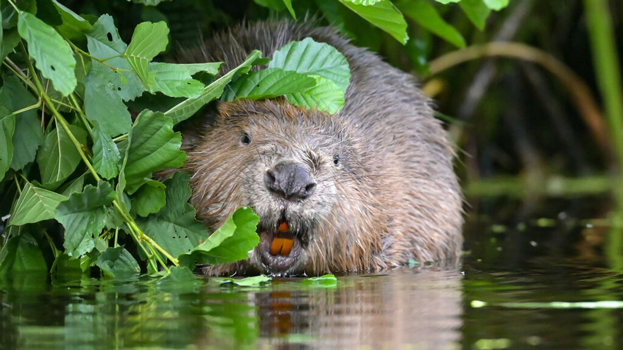 Bund Naturschutz klagt gegen Biber-Abschuss im Oberallgäu