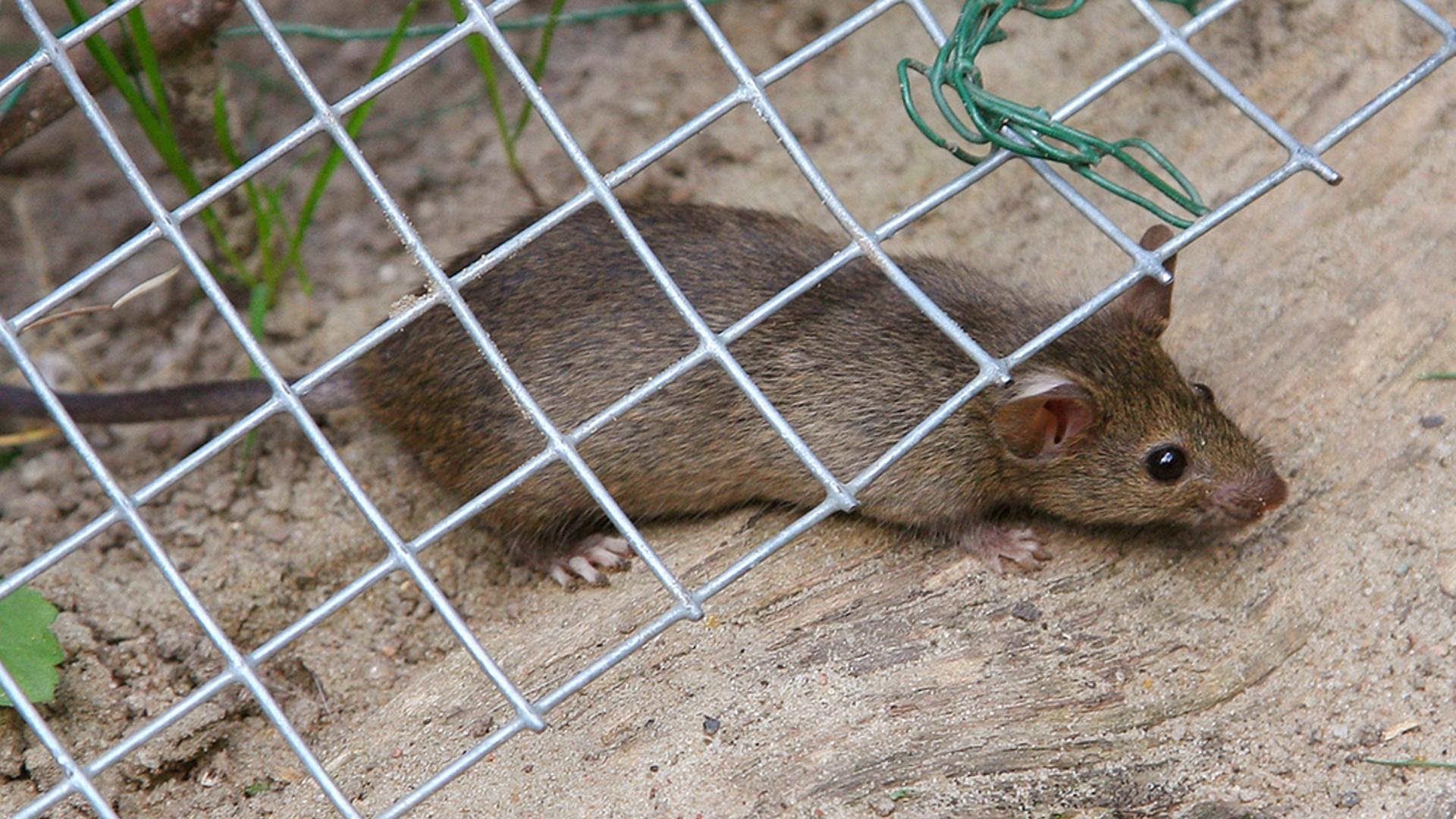 Ratte kriecht unter Zaun durch