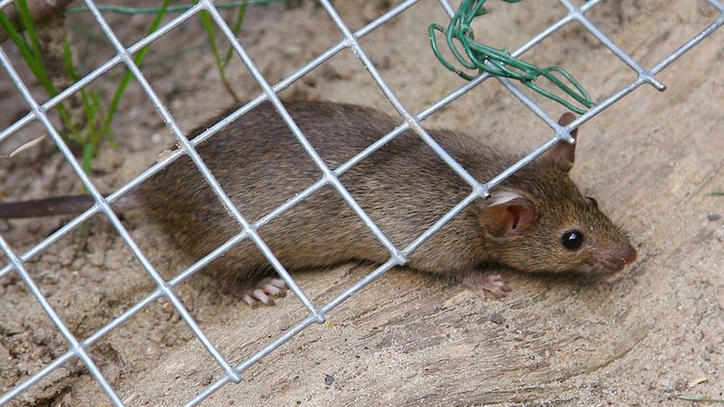 Ratte kriecht unter Zaun durch