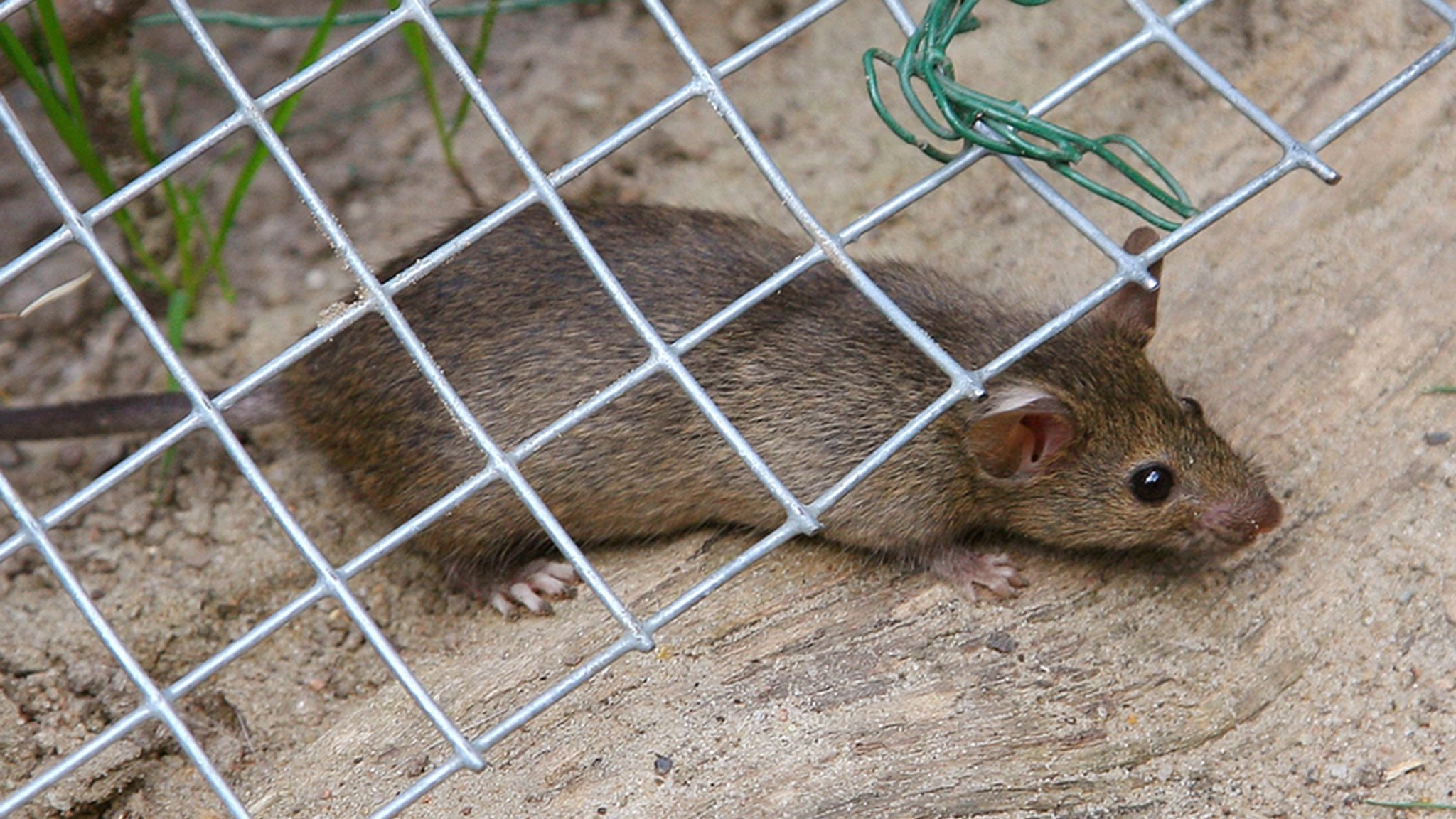 Ratte kriecht unter Zaun durch