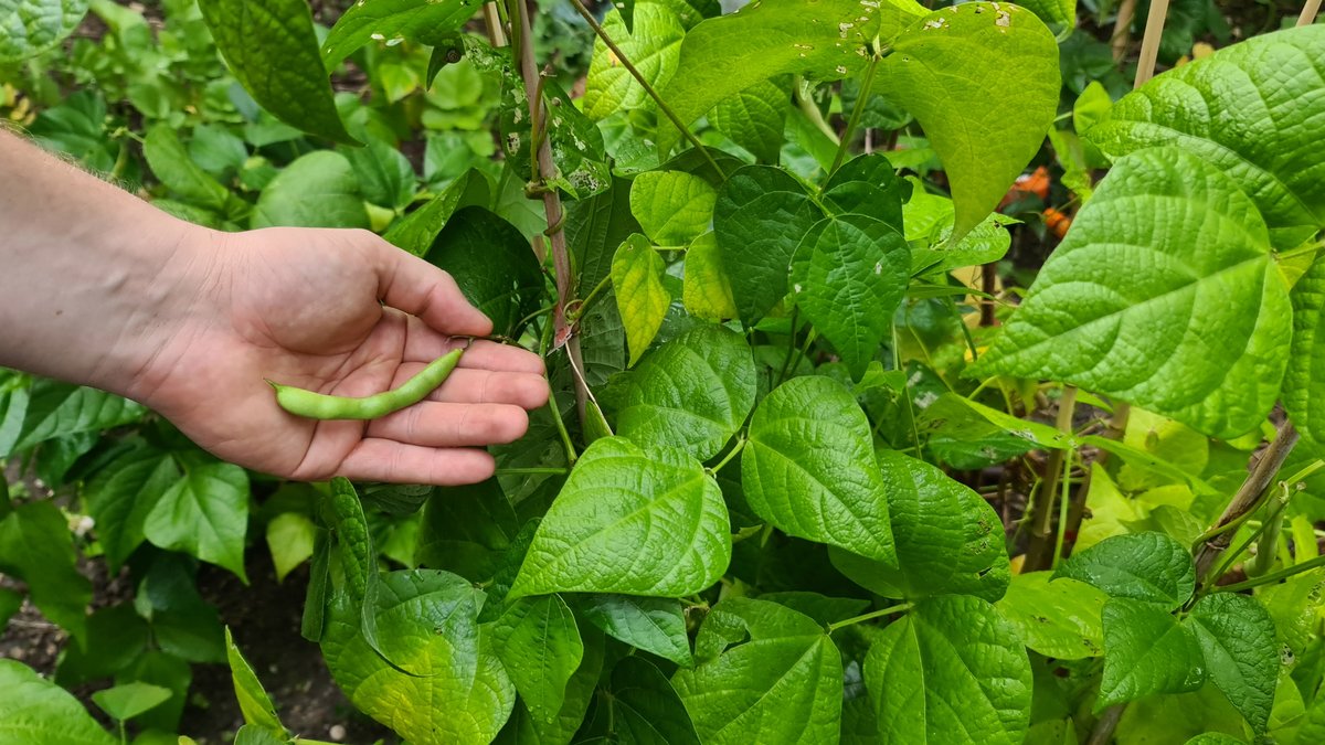 EU-Projekt: Hobbygärtner forschen nach den besten Bohnen