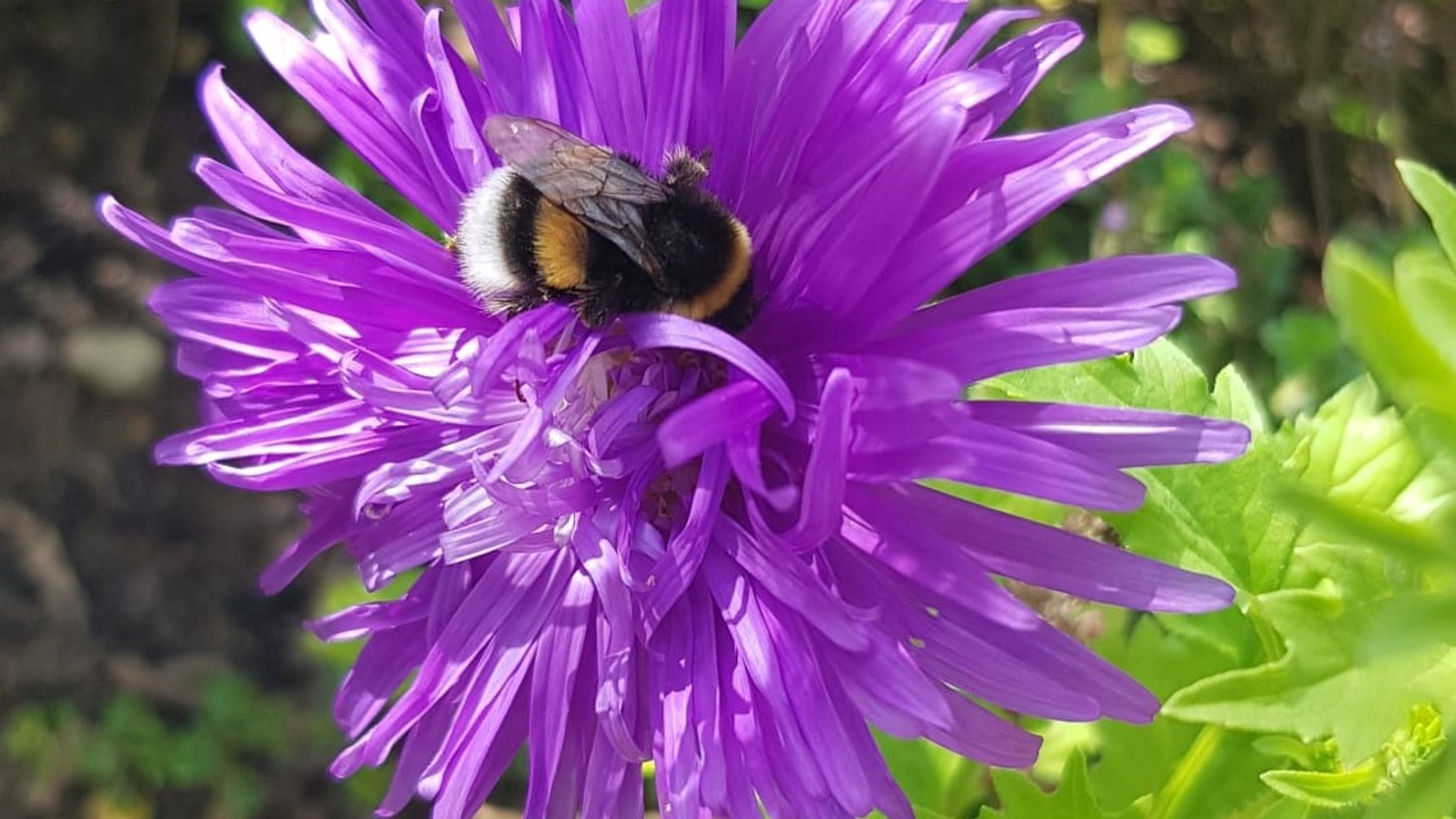 Eine Hummel saugt den Nektar einer Blüte. 