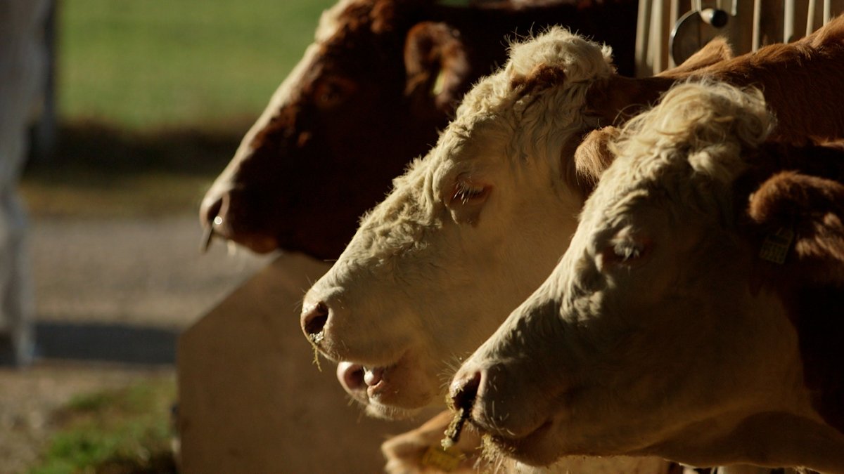 Streit um Tierwohl im Kuhstall: Prozess endet mit Vergleich