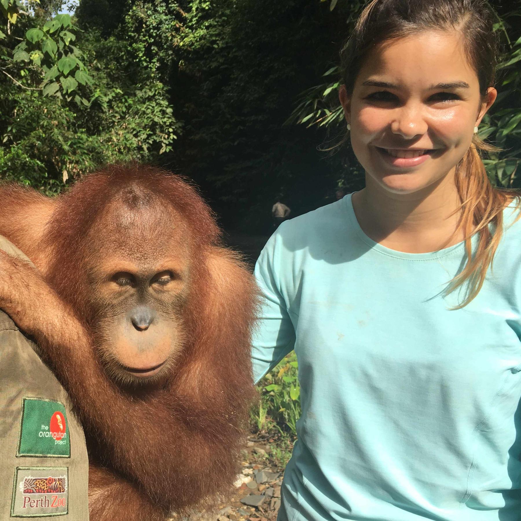 Orang Utans