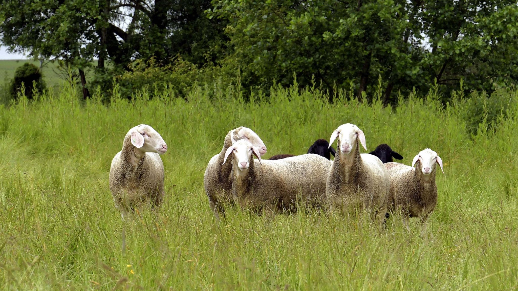 Wetter in Bayern – die Schafskälte schlägt in dieser Woche zu | Bild: picture alliance / SZ Photo | Renate Schmidt Wetter in Bayern – die Schafskälte schlägt in dieser Woche zu