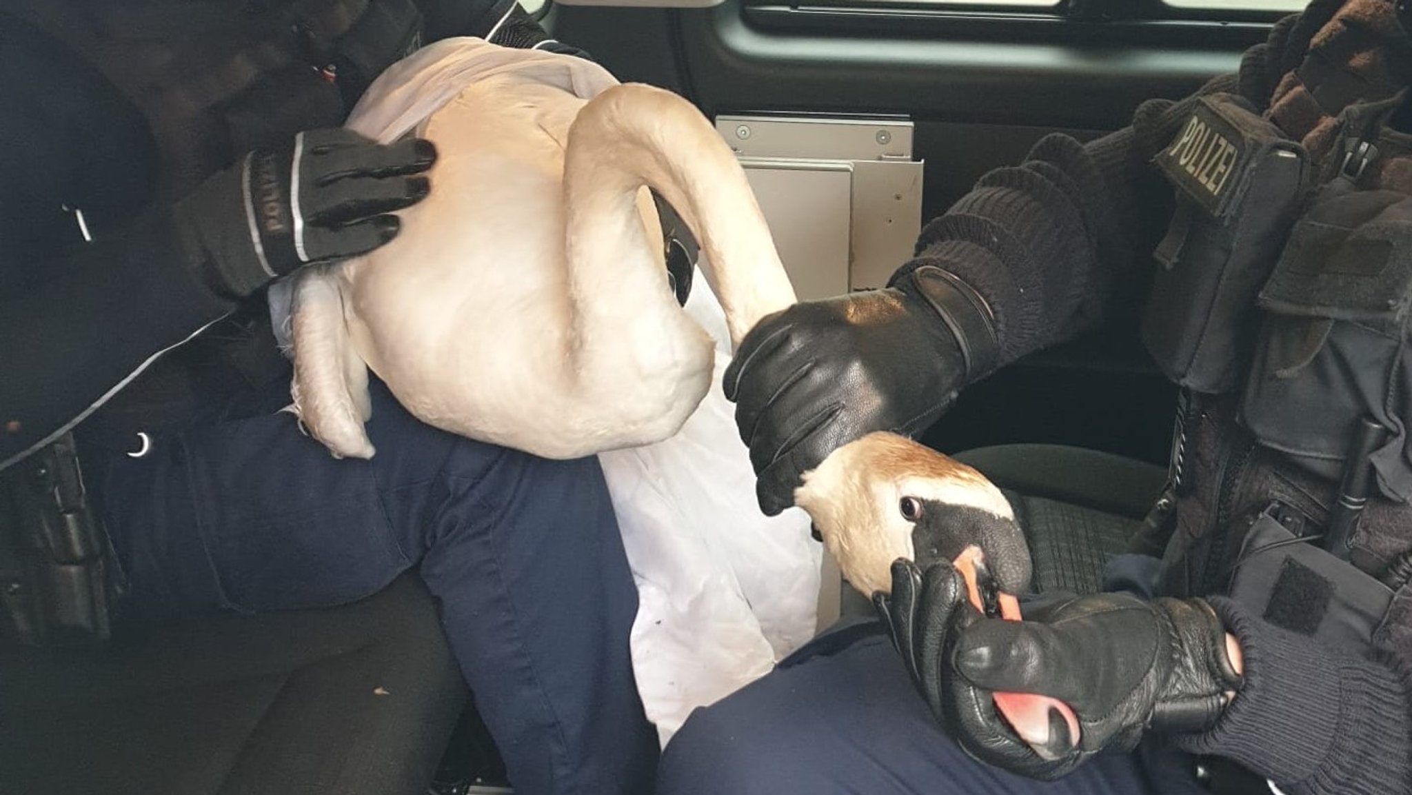 Zwei Polizisten halten den Schwan im Einsatzwagen fest, einer hält dem Tier den Schnabel zu.