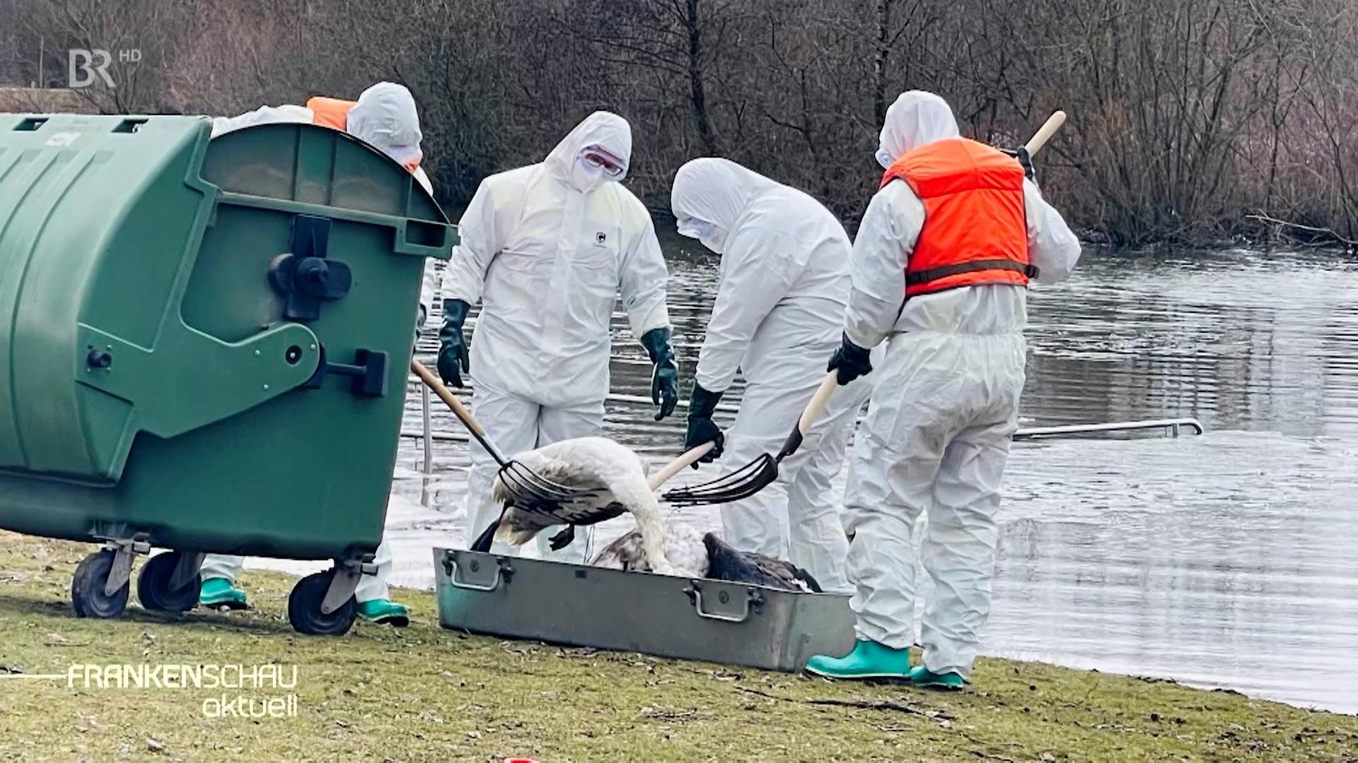 Tote Schwäne werden aus dem See entfernt. 