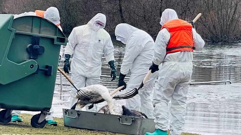 Tote Schwäne werden aus dem See entfernt. | Bild: BR Tote Schwäne werden aus dem See entfernt.