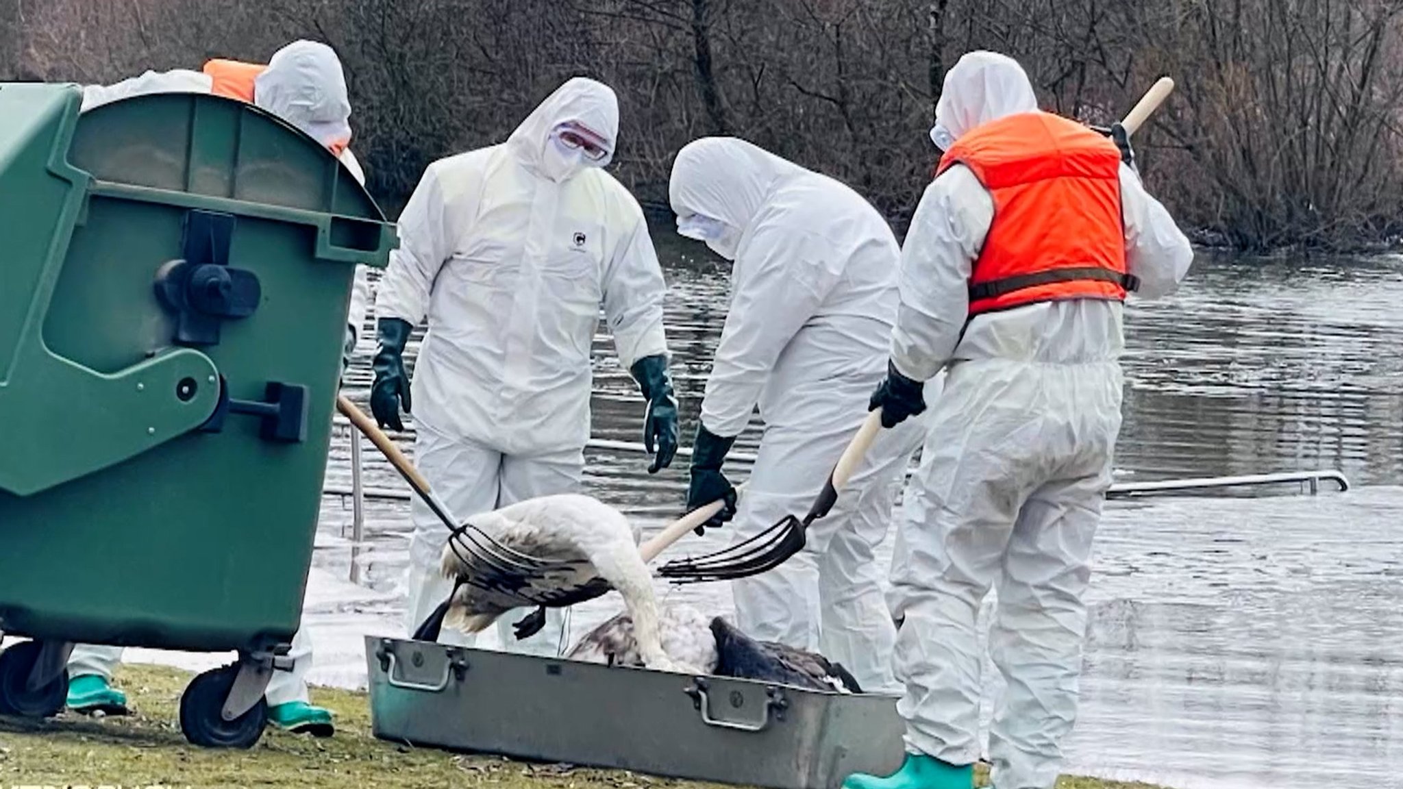 Dutzende Schwäne in oberfränkischem Badesee verendet