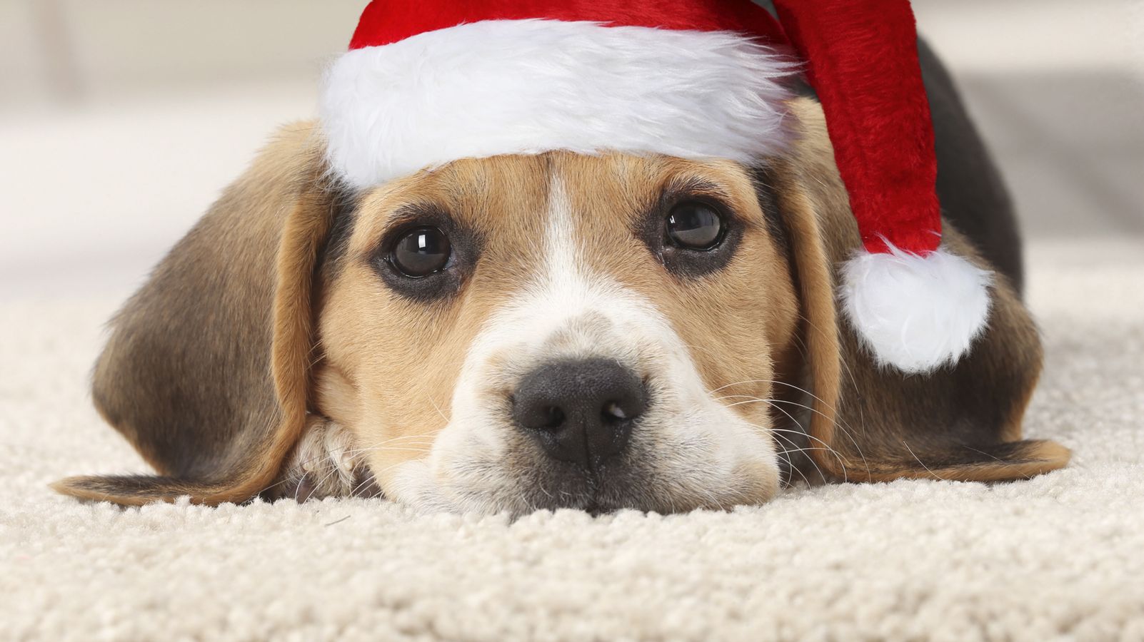 Auch Wenn Ihr Hund Noch So Süß Schaut Bei Einigen Lebensmitteln Sollten Sie Auf Keinen Fall Schwach Werden