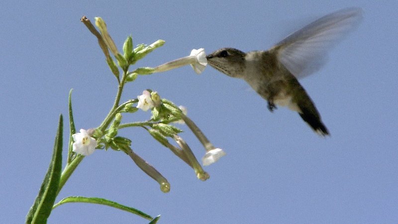 Ein Kolibri saugt Nektar aus der Blüte eines Wilden Tabaks.