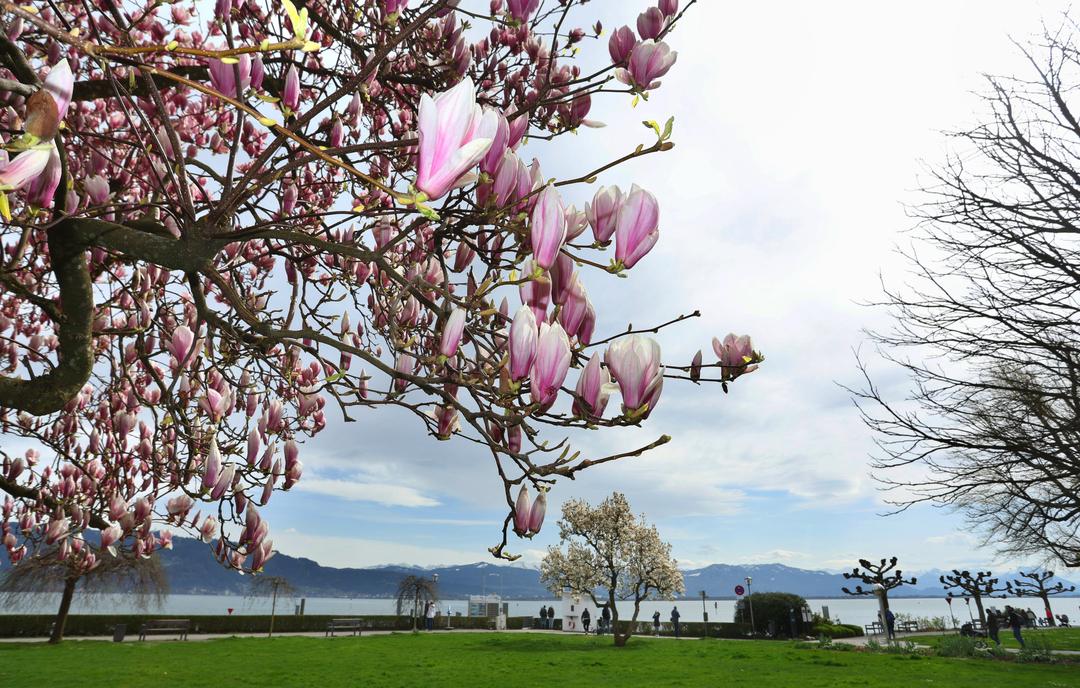 Magnolienbäume blühen an der Promenade am Ufer des Bodensees.