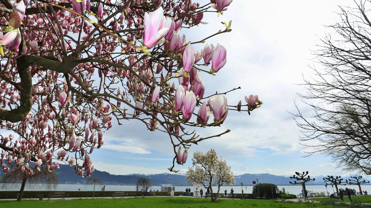 Magnolienbäume blühen an der Promenade am Ufer des Bodensees.