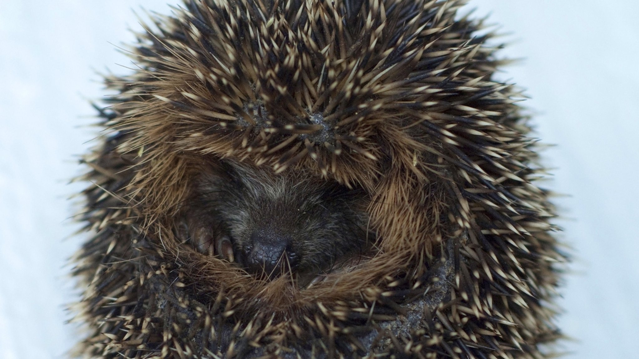 Igel im Schnee