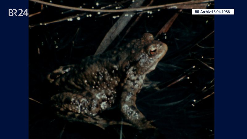 Kröte | Bild: BR-Archiv Kröte