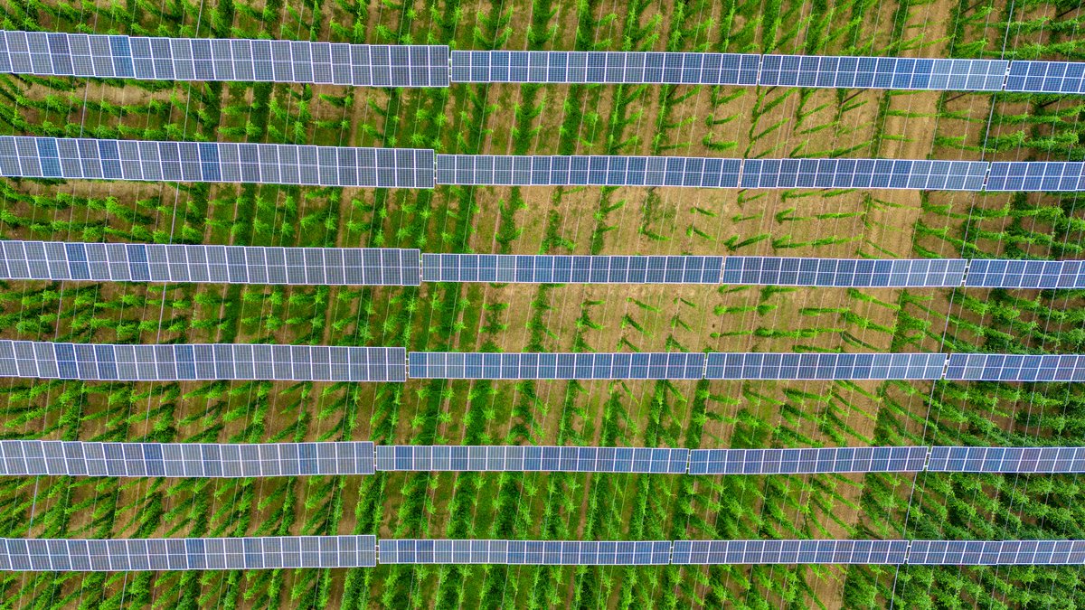 Blick von oben auf Reihen mit Solar-Panels über einem Hopfenfeld.