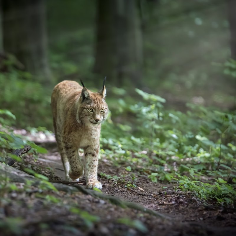 Der Luchs - Europas größte Raubkatze - Radiowissen | BR Podcast