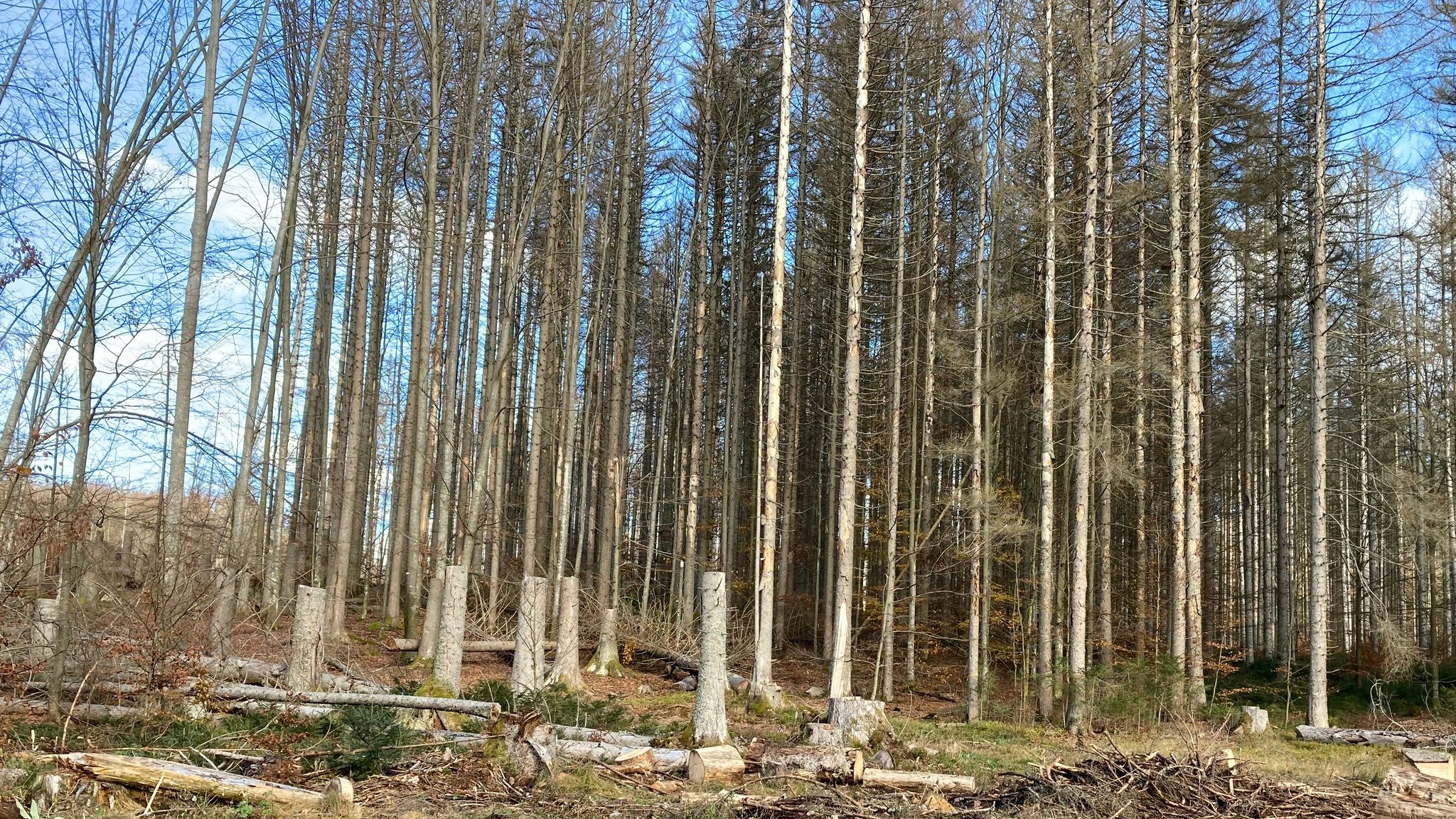 Ein Waldgebiet bei bei Zwieslerwaldhaus 