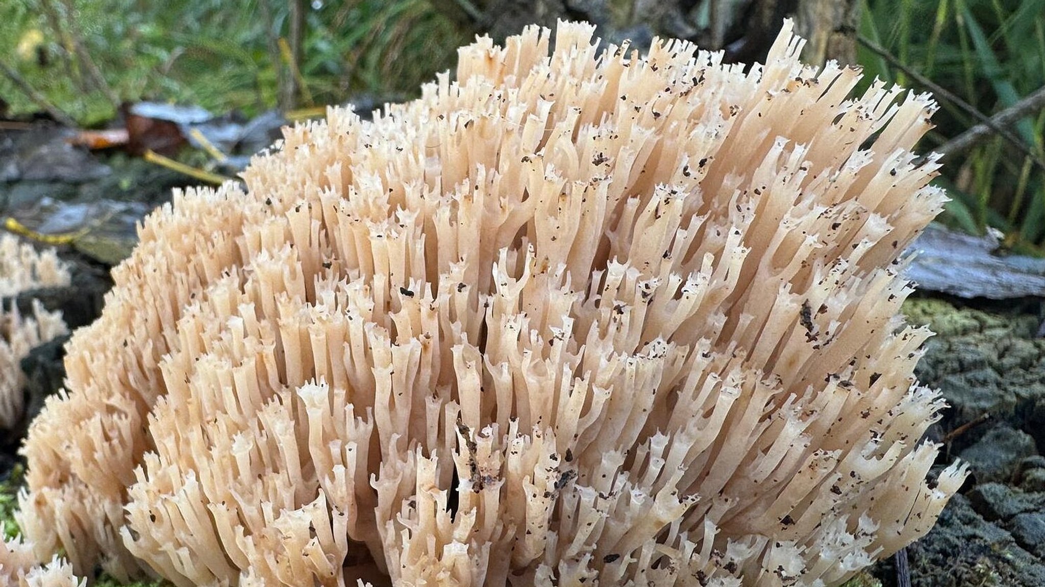 Seltene Becherkoralle in der Kernzone Lösershag in der Bayerischen Rhön.