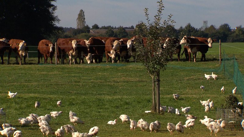Kühe und Hühner auf einer Weide. 
