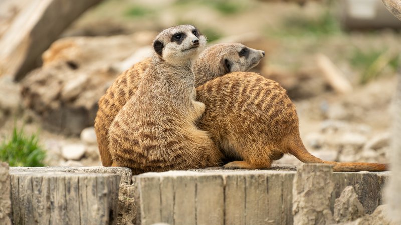 Symbolbild: Erdmännchen in einem Zoo | Bild: picture alliance/dpa | Silas Stein Symbolbild: Erdmännchen in einem Zoo