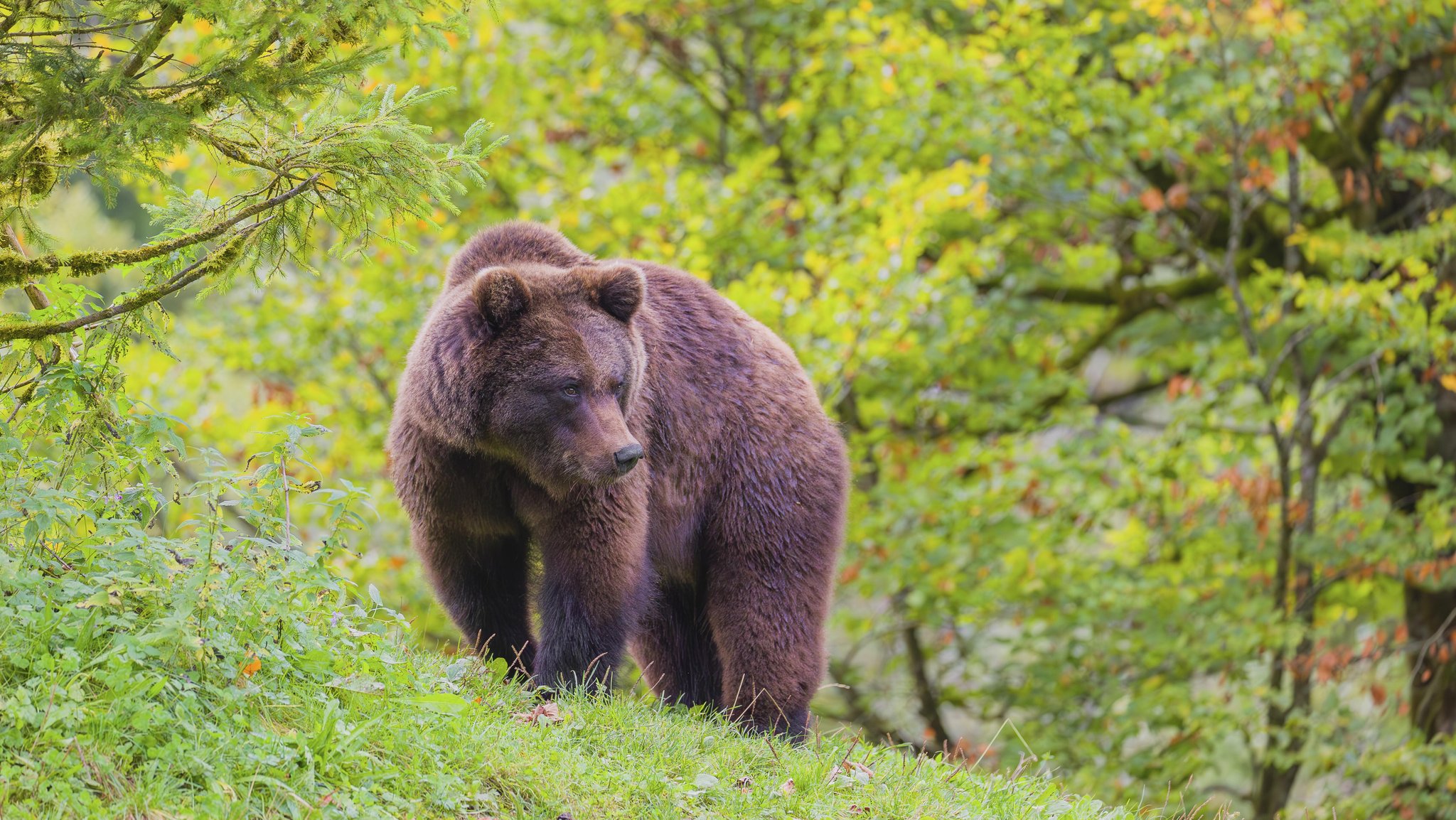 Nahe der bayerischen Grenze: Landwirte sichten Braunbär in Tirol