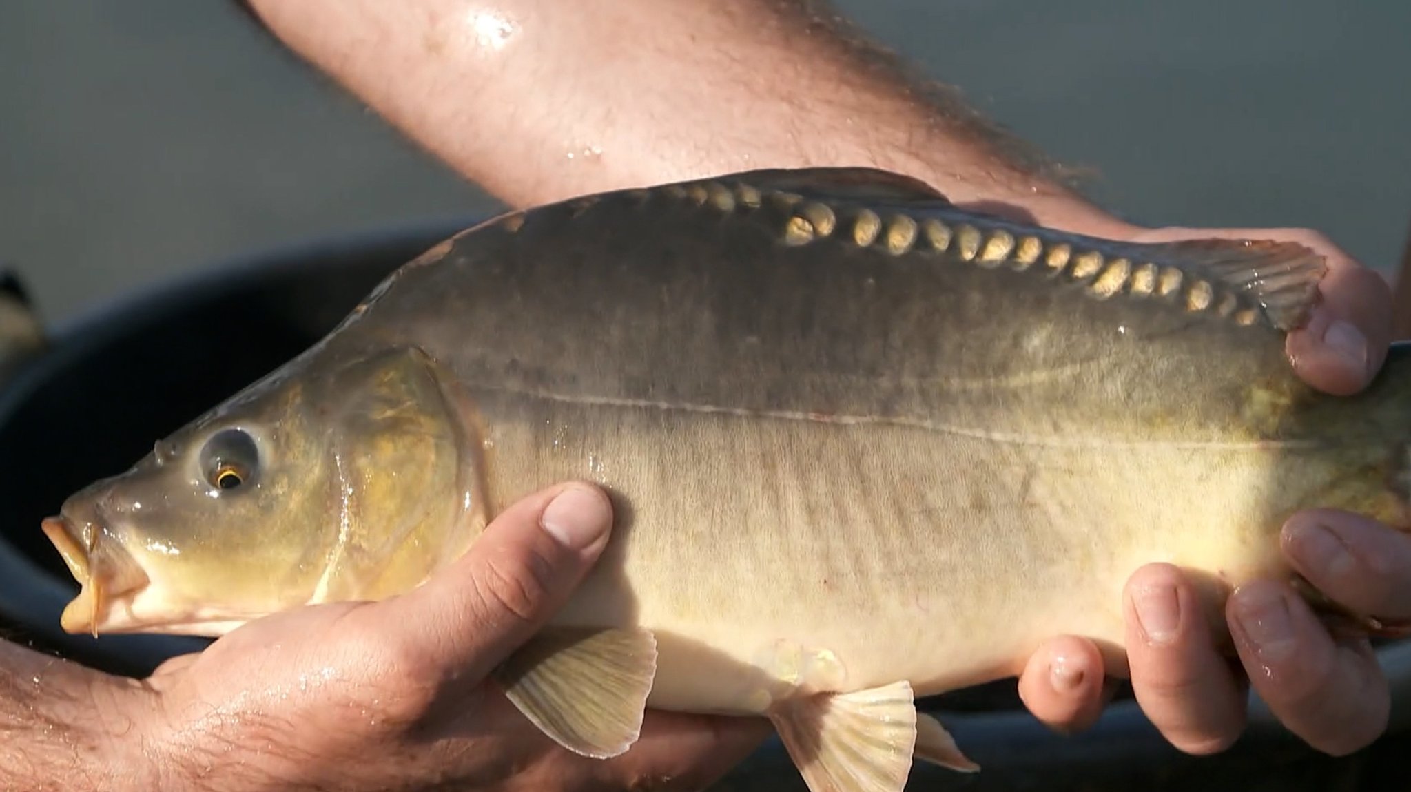 Ein Karpfen frisch aus dem Weiher gefischt, er muss jetzt noch in Brunnenwasser.