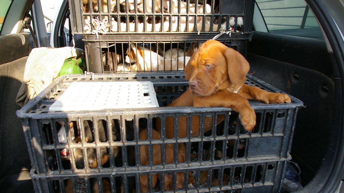 Bundespolizei befreit acht Hunde aus illegalem Transport