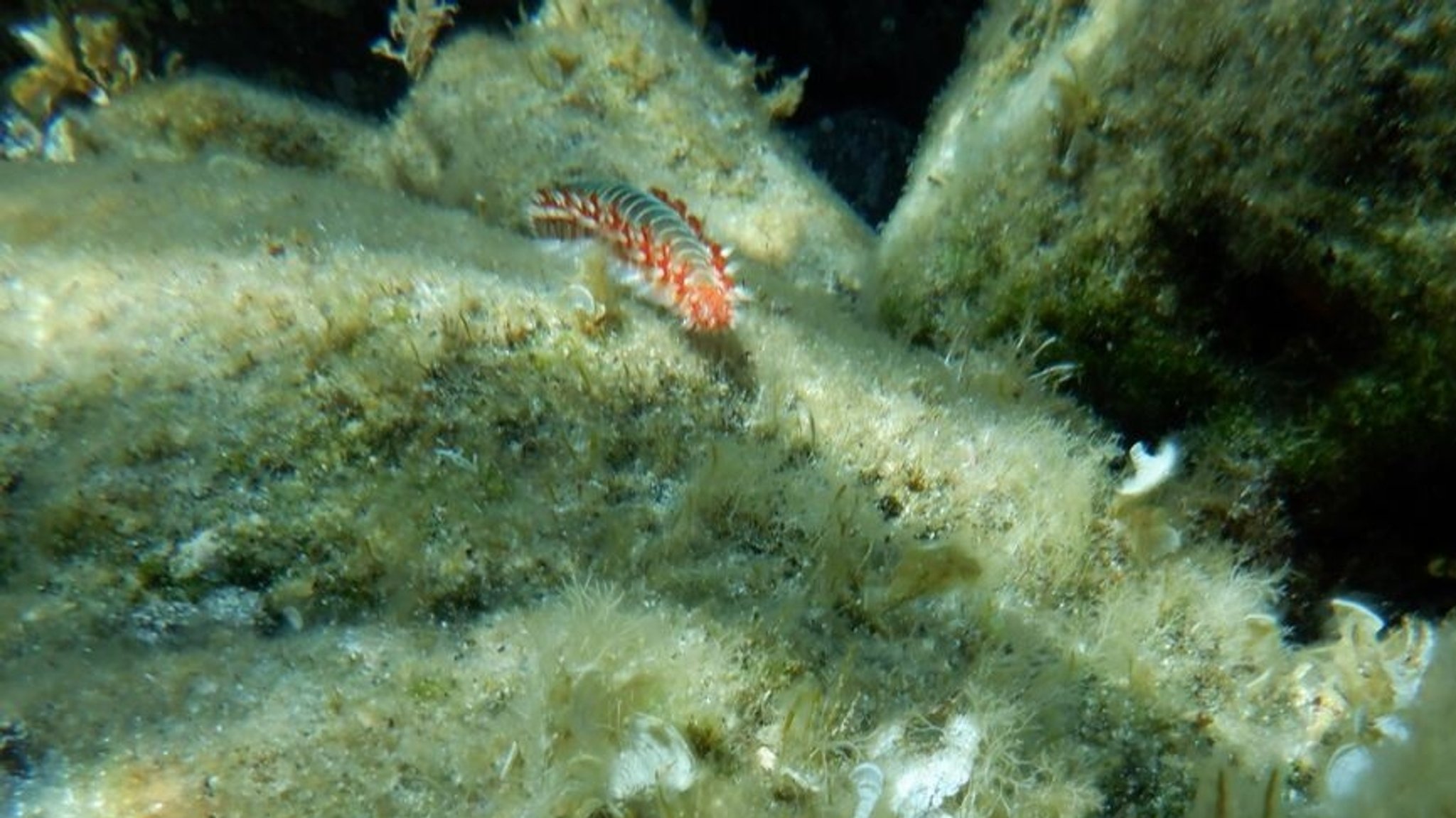 Ein Feuerwurm (Hermodice carunculata) ist zwischen Korallen im Meer zu sehen (Symbolbild).