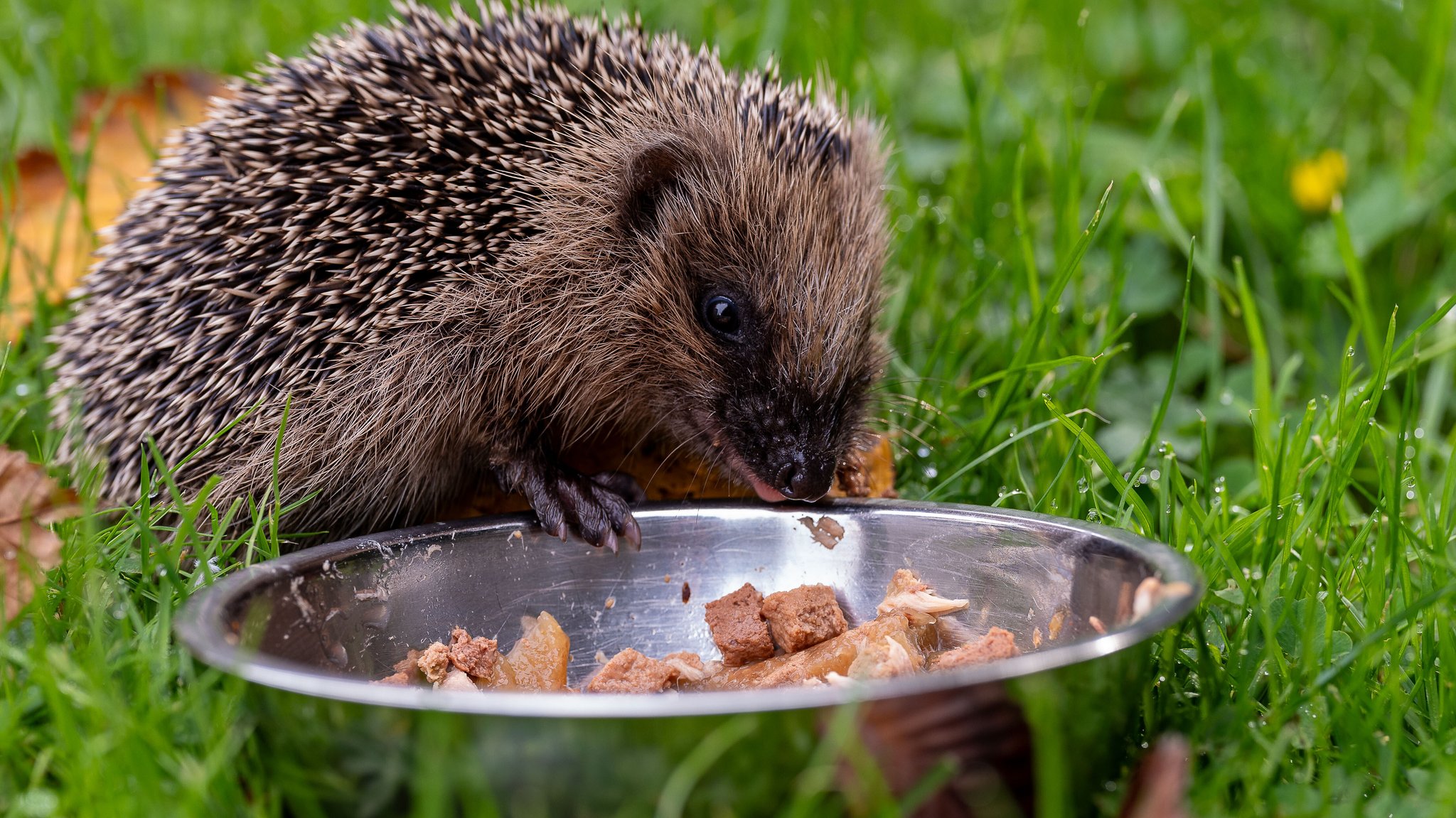 Ein Igel wird in einem Garten mit Katzenfutter gefüttert