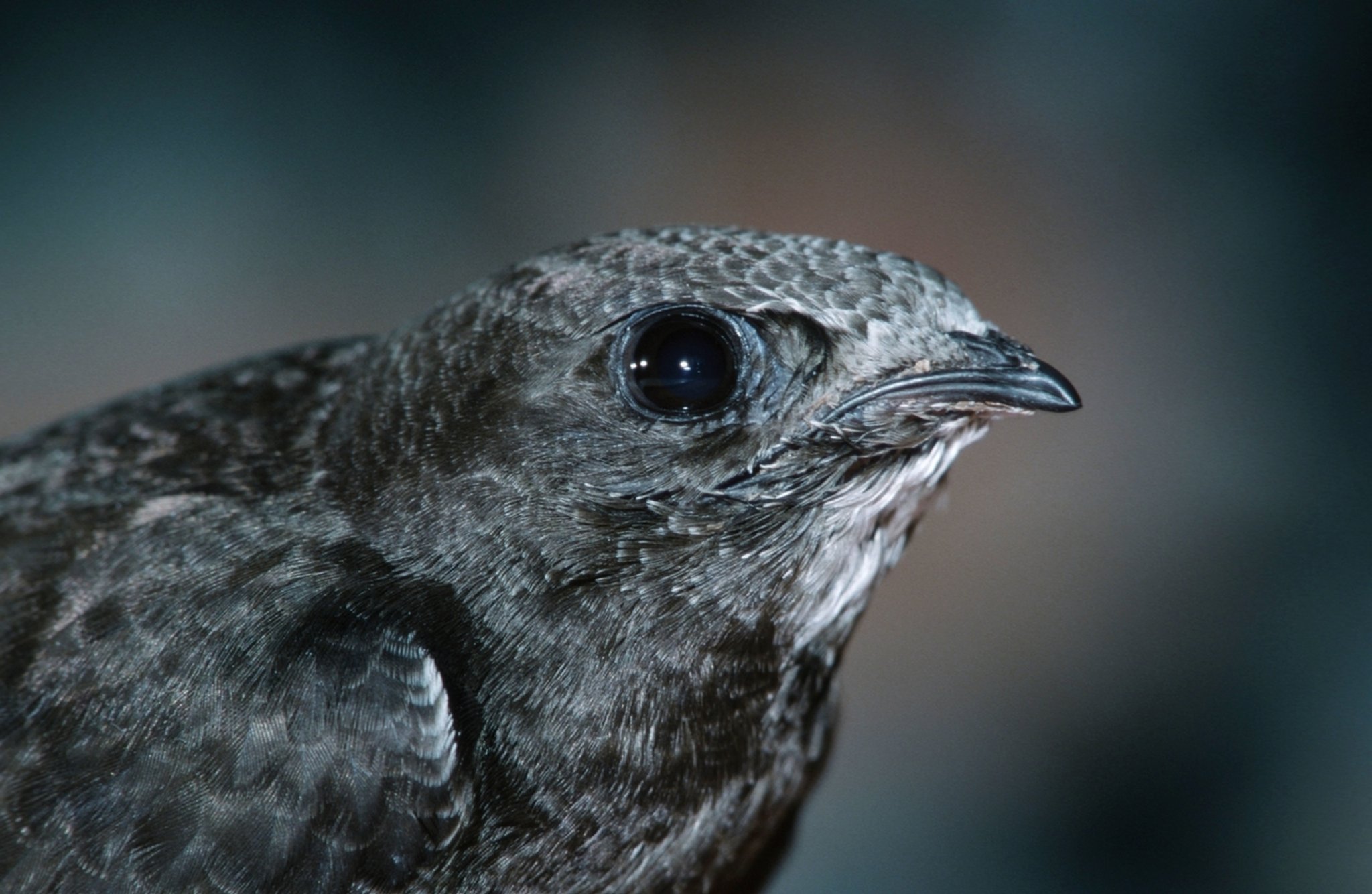 Wie die Zugvögel mit Sendern ausgestattet werden