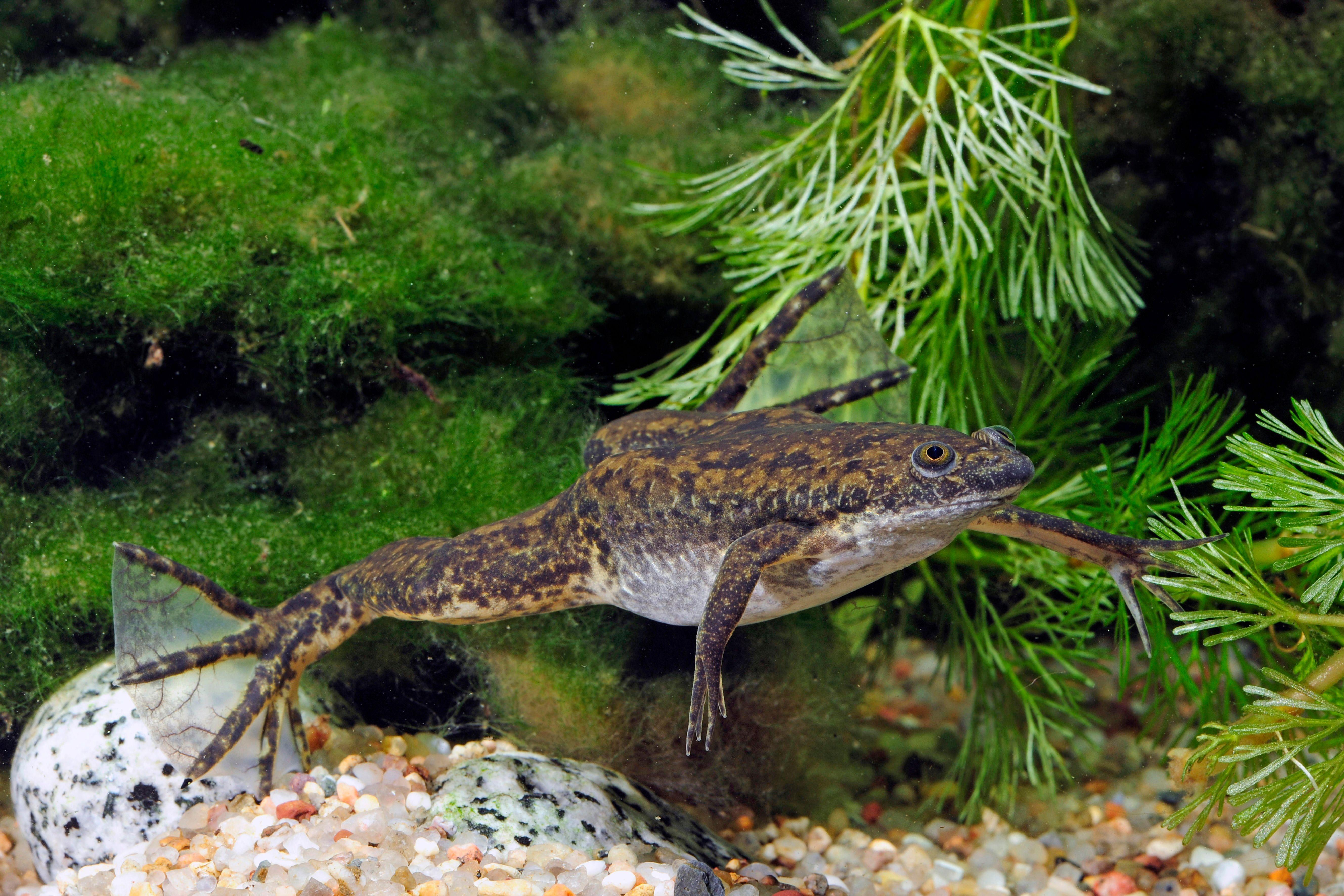 Afrikanischer Krallenfrosch (Xenopus laevis): An den Kaulquappen wurde die Wirkung von Glyphosat untersucht