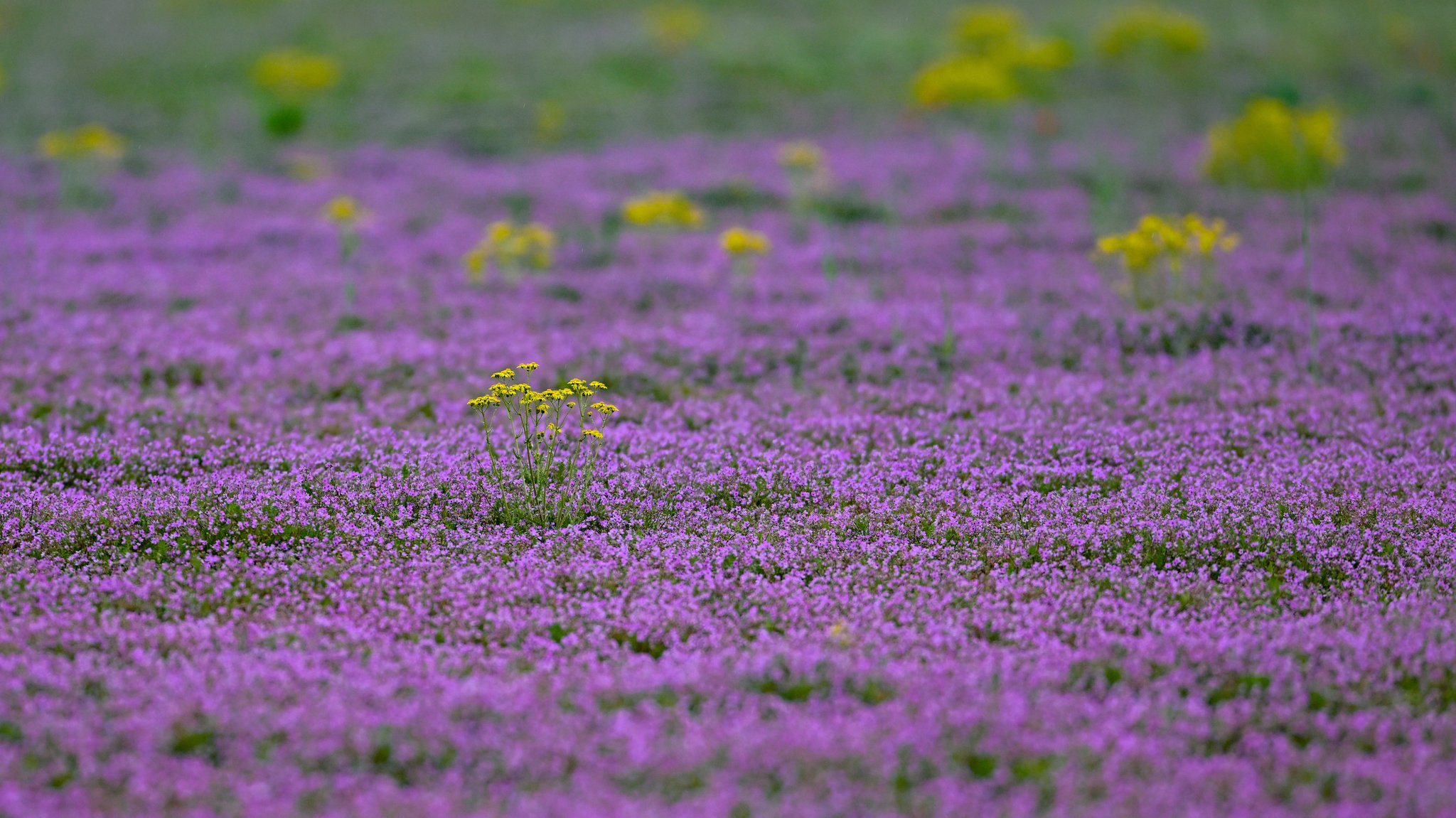 Einen bunten Teppich auf einer Brachfläche aus lila Blüten bildet der Gewöhnlicher Reiherschnabel (Erodium cicutarium) zusammen mit den gelben Blüten vom Goldenen Kreuzkraut (Senecio aureus).