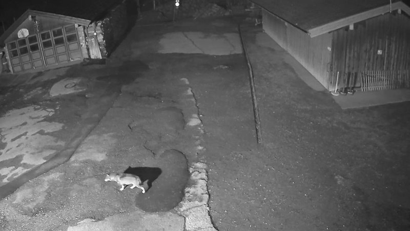Bilder einer Überwachungskamera zeigen, wie ein Wolf über den Hof eines Gehöfts spaziert.