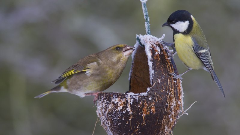 Ein Grünfink und eine Kohlmeise an einer Futterstation im Winter. | Bild: picture alliance / Mary Evans Picture Library | Sven-Erik Arndt Ein Grünfink und eine Kohlmeise an einer Futterstation im Winter.